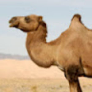 Meet your Posher, Camille